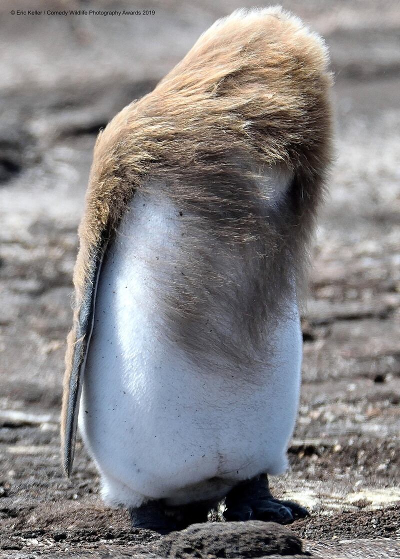 The Comedy Wildlife Photography Awards 2019
eric keller
reedsburg
United States
Phone: 6089632020
Email: silvanica1@hotmail.com
Title: Bad hair day
Description: Its hard to find a good hair gel for penguins. You put in all the work to look like Justin Beiber and then a strong wind wrecks your hairdo and make you look like a fool. Maybe if he pretends like this is what he wanted to do, he will look cool to all the other penguins?
Animal: king penguin
Location of shot: south georgia island