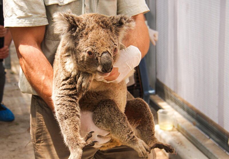 A staff member movesa rescued koala to a temporary shelter at the Taronga Zoo in Sydney. A dozen koalas have been rescued from the path of bushfires raging near Sydney. AFP