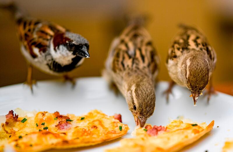 Sparrows enjoy the leftovers of a tarte flambee in a cafe in Hamburg, northern Germany.  AFP