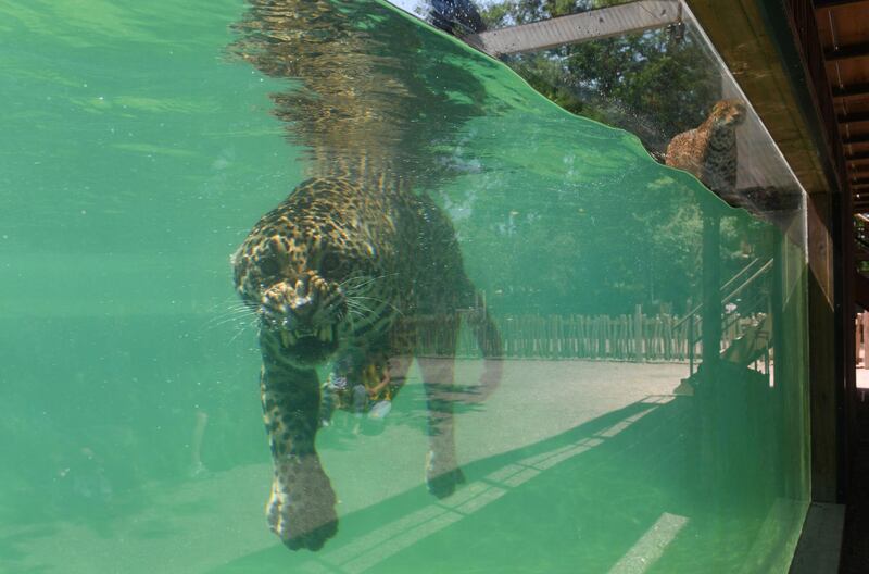 A jaguar cools off in the pool of the Bordeaux-Pessac Zoo in Pessac, southwestern France.  AFP