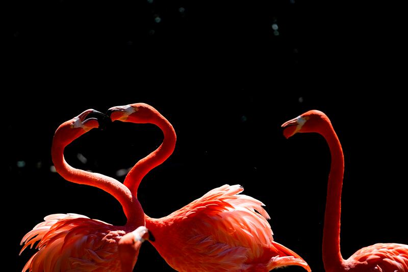 Caribbean flamingos interact with each other at the Maryland Zoo during the Association of Zoos and Aquariums Annual Conference, Thursday, Sept.  1, 2022, in Baltimore.  (AP Photo / Julio Cortez)