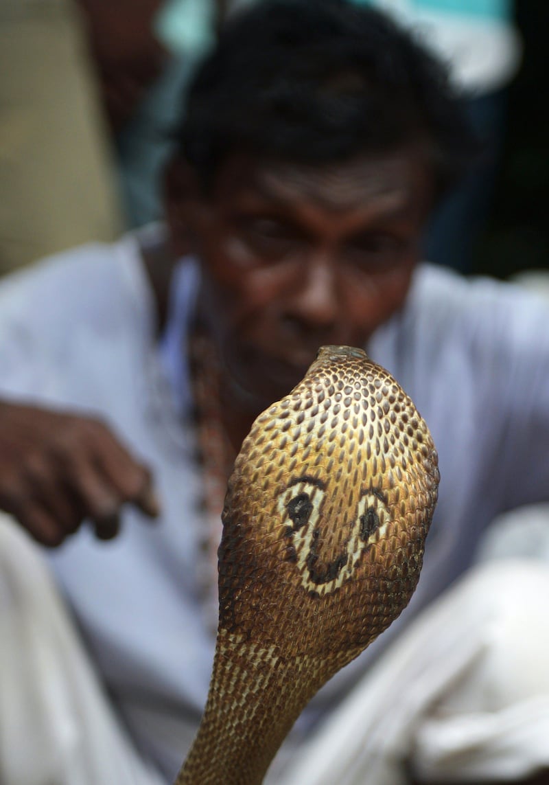 An Indian snake charmer displays a 'gokhra' - cobra - to passersby at a snake fair at Purba Bishnupur village, around 85 kms north of Kolkata on August 17, 2013.  Hundreds of people queued in a remote village in eastern India over the weekend to receive blessings from metres-long and potentially deadly snakes, thought to bring them good luck.  AFP PHOTO/Dibyangshu SARKAR
 *** Local Caption ***  761210-01-08.jpg