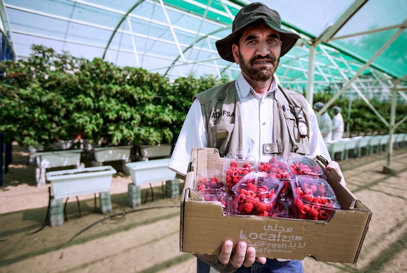 Abu Dhabi, United Arab Emirates, March 16, 2020.  The UAE’s first raspberry and blackberry model farm, a project by the Abu Dhabi Agricultural and Food Safety Authority at Tarif-Liwa road, Al Dhafra region. --Shaukat Ali, agricultural technician, ADAFSA.  with some freshly picked raspberries.
Victor Besa / The National
Reporter:  Sophia Vahanvaty 
Section:  NA