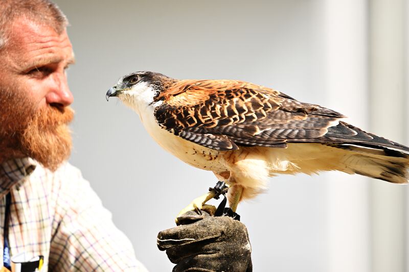 A Bird of Prey is seen during a practice round prior to The 150th Open at St Andrews Old Course in St Andrews, Scotland. All photos by Getty Images