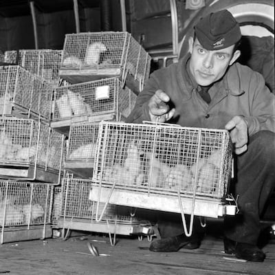 A picture taken on December 29, 1960 at Le Bourget Paris airport show a soldier holding cages of guinea pigs arriving from Reggane, southern Sahara desert, after they were exposed to the radiations of the third French nuclear test carried out in 1960, in order to establish medical treatments to fight the effects of nuclear blasts. Reggane was the site where the first French nuclear bomb was tested on February 13,1960 before the Algerian independence. France used soldiers as guinea pigs in nuclear tests in the 1960s, deliberately exposing them to radiation from atomic blasts to test the effects, according to a secret military report, obtained by AFP, revealed on February 16, 2010.  AFP PHOTO FILES (Photo by - / AFP)