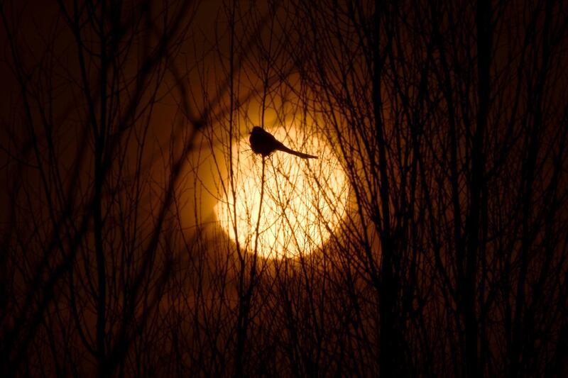 A partial solar eclipse is seen through the silhouette of a bird sitting on tree branches in Yinchuan, Ningxia Hui Autonomous Region, China. Reuters