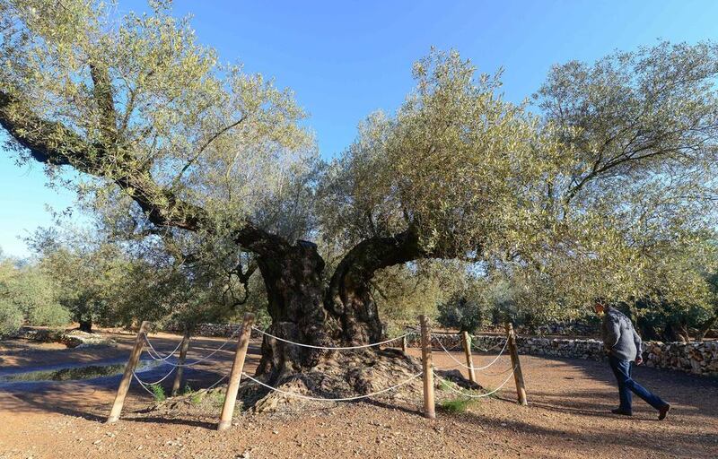 The oldest olive tree in Spain, growing in the municipality of Uldecona, on December 6, 2016. Jose Jordan /  AFP 

