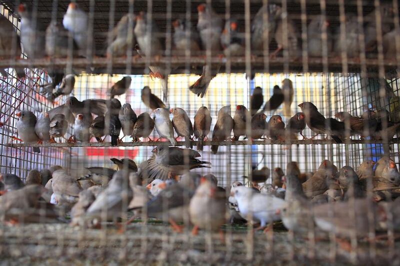 Caged ornamental birds for sale at Crawford Market. Subhash Sharma for The National