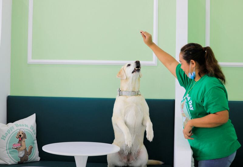 An employee helps to keep a dog entertained at the site. Reuters