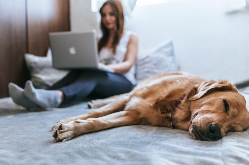 Dogs will be used to having their owners at home with them. Unsplash 