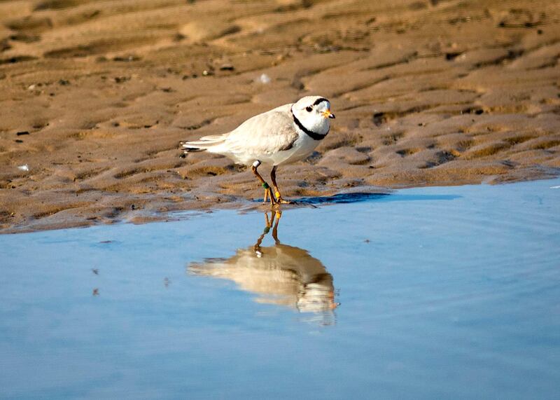 A piping plover walks in the area sectioned off for the endangered species on Montrose Beach,  in Chicago. AP