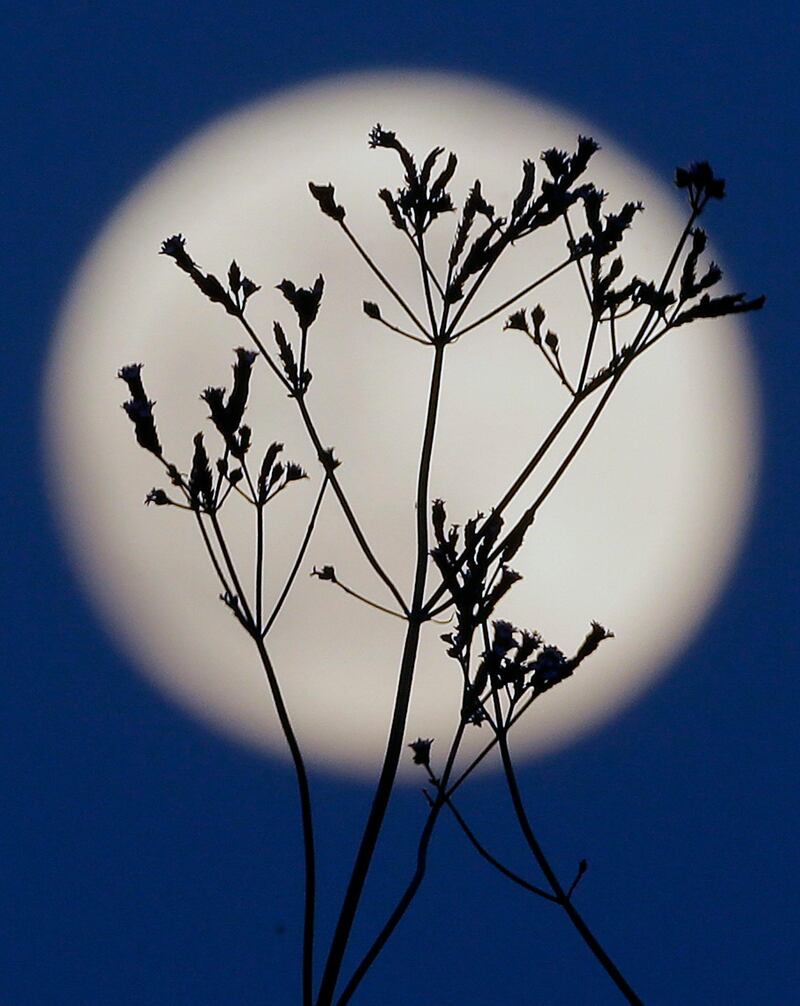 A "supermoon" rises behind roadside plants growing in Prattville, Ala., Saturday, June 22, 2013. The biggest and brightest full moon of the year graces the sky early Sunday as our celestial neighbor swings closer to Earth than usual. While the moon will appear 14 percent larger than normal, sky watchers won't be able to notice the difference with the naked eye. Still, astronomers say it's worth looking up and appreciating the cosmos. (AP Photo/Dave Martin) *** Local Caption ***  APTOPIX Supermoon.JPEG-09dc4.jpg