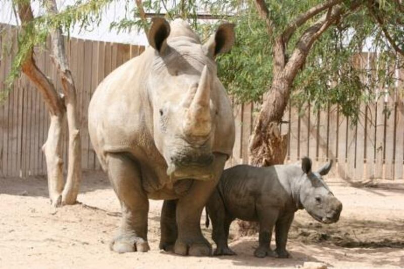 Al Ain Zoo is celebrating the birth of its first Southern-white rhinoceros within its collection of African wildlife. The calf is currently in the Back of House facilities together with his mother and in close visual proximity to its herd – its father and another female rhinoceros.

Courtesy Al Ain Zoo