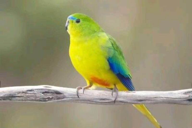 Australia's endangered orange-bellied parrot has caused problems for developers.