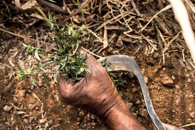 Kusum Gaikwad handpicking the mhaka (Eclipta prostrata) leaves used to make organic kohl. Sanket Jain for The National