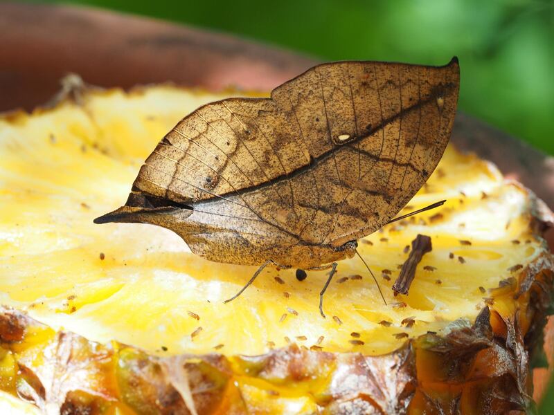 A Dead Leaf butterfly  sucks juice from a pineapple in Taipei, Tawian.  EPA