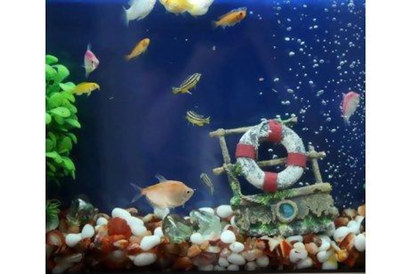 Fish in their new aquarium.