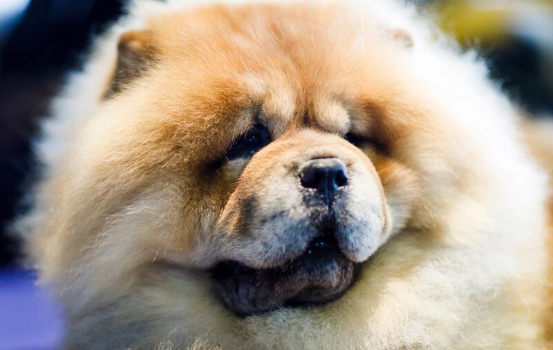 A Chow Chow named Davy. Photo: EPA