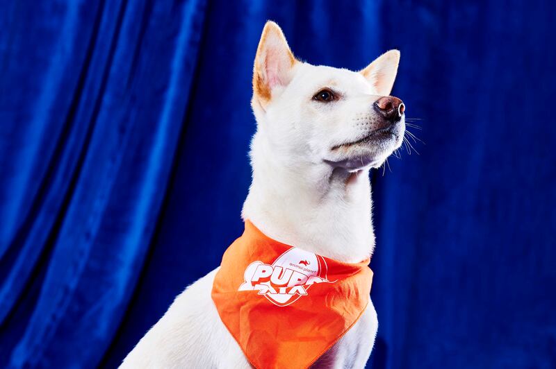 Other Puppy Bowl stars include Bandit
