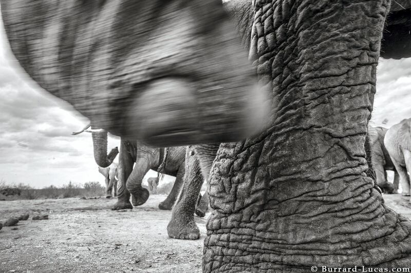 The camera survived quite a few elephant kicks. Courtesy Burrard-Lucas Photography