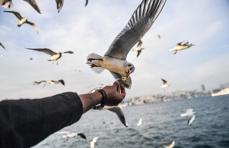 A man feeds a seagull while crossing  the Bosphorus on a ferry in Istanbul. Bulent Kilic / AFP Photo