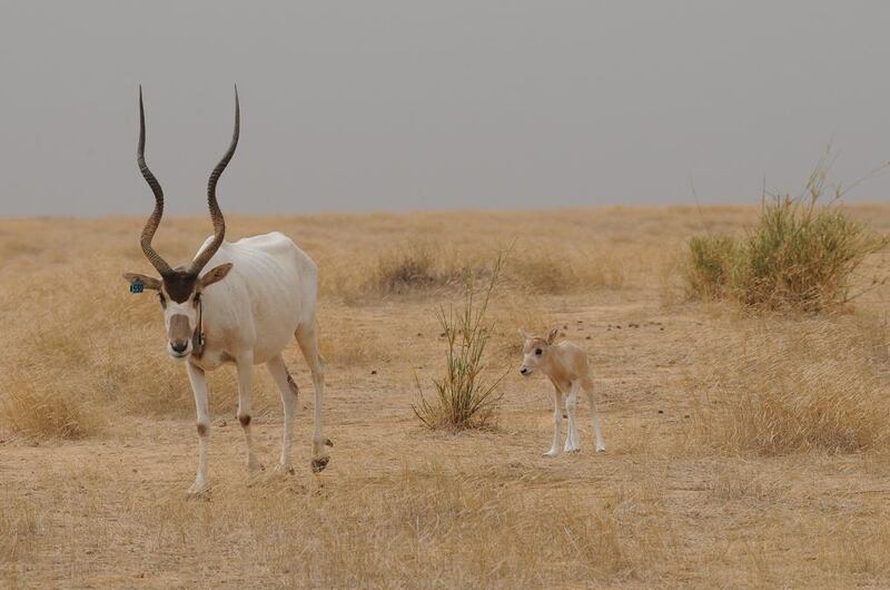 One of the newborn addax calves with its mother in Chad. Courtesy: Environment Agency - Abu Dhabi