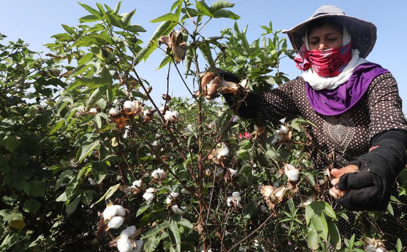 A farmer picks cotton in Kafr El Sheikh governorate. This year production increased by 30 percent and 238,000 acres were planted compared to 180,000 last year.