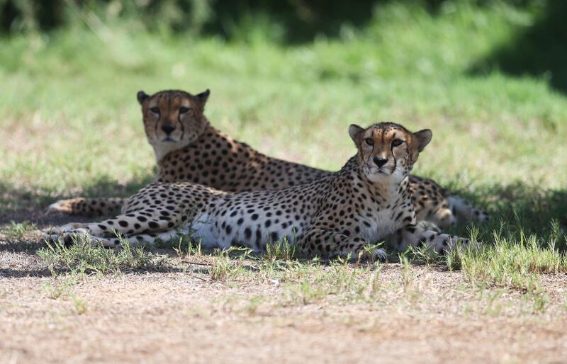 A couple of cheetahs lay out at Dubai Safari Park. The home for about 3,000 animals, Dubai Safari Park reopened recently with strict measures to minimise the spreading of Covid-19.  EPA