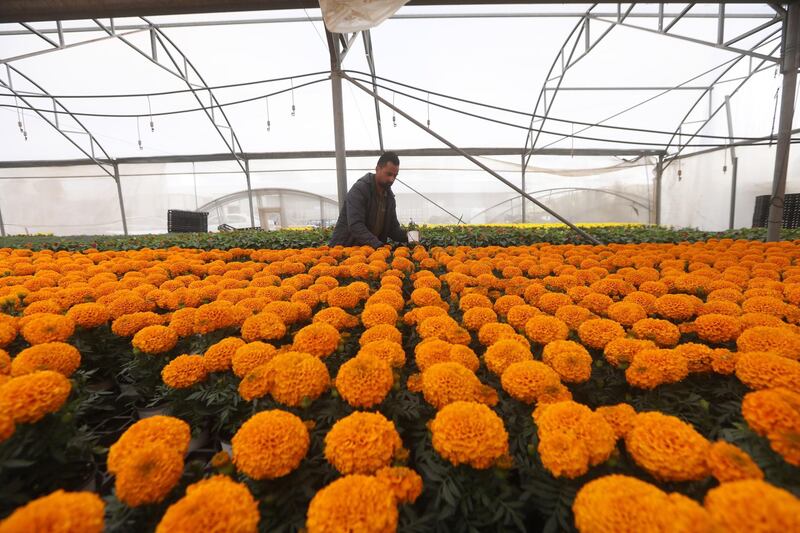 A Palestinian works inside a greenhouse of flowers near the West Bank city of Nablus.  EPA