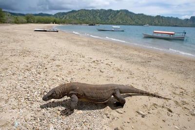 epa07478266 (FILE) - A Komodo dragon strolling along a beach, in The Komodo Island National Park, in East Nusa Tenggara, Indonesia, 02 December 2010 (reissued 01 April 2019). According to media reports on 01 April 2019, government officials in East Nusa Tenggara province have decided to close tourism activities on Komodo Island for one year, starting from January 2020. The temporary shutdown of Komodo Island -- a major tourist attraction inhabited by the endangered komodo dragon -- will allow a better preservation of the island's nature and environment. The measure is in response to reports of increasing smuggling of komodo dragons and their sale overseas.  EPA/MADE NAGI *** Local Caption *** 50112671