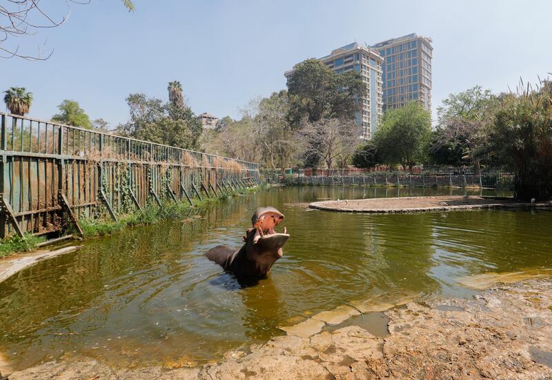 A hippopotamus in its pen after Giza Zoo. Reuters