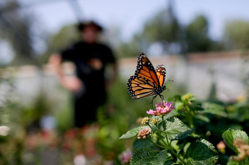 FILE - In this Aug. 19, 2015, file photo, Tom Merriman stands behind a monarch in his butterfly atrium at his nursery in Vista, Calif. Milkweed has long been considered a nuisance on North American farmlands but now, more than 100 farmers in Quebec and Vermont are planting it in their fields to help restore the declining population of monarchs, which use that plant exclusively for their eggs and to feed the caterpillars. The farmers are also tapping a new market for the milkweed fibers. (AP Photo/Gregory Bull, File) A monarch butterfly alights on milkweed flowers at Tom Merriman's nursery in Vista, California, Aug. 19, 2015. Milkweed has long been considered a nuisance on North American farmlands but now, more than 100 farmers in Quebec and Vermont are planting it in their fields to help restore the declining population of monarchs, which use that plant exclusively for their eggs and to feed the caterpillars. The farmers are also tapping a new market for the milkweed fibers. (AP Photo/Gregory Bull)