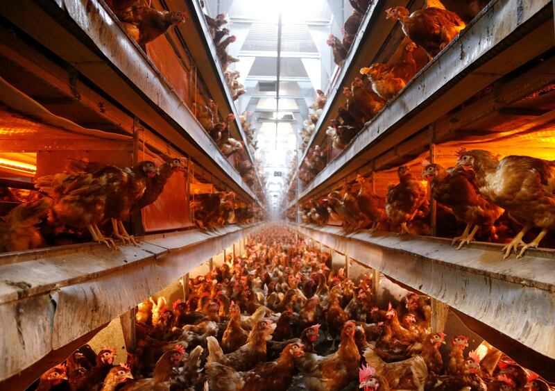 Hens are pictured at a poultry farm in Wortel near Antwerp, Belgium August 8, 2017. REUTERS/Francois Lenoir - RC1E84875B60