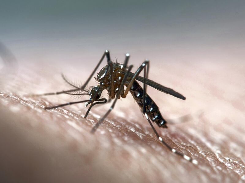 Disease vector mosquito known for dengue, yellow fever and zika virus