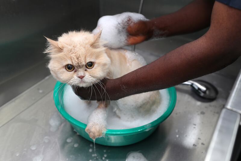 Luna having a bath during the session. 