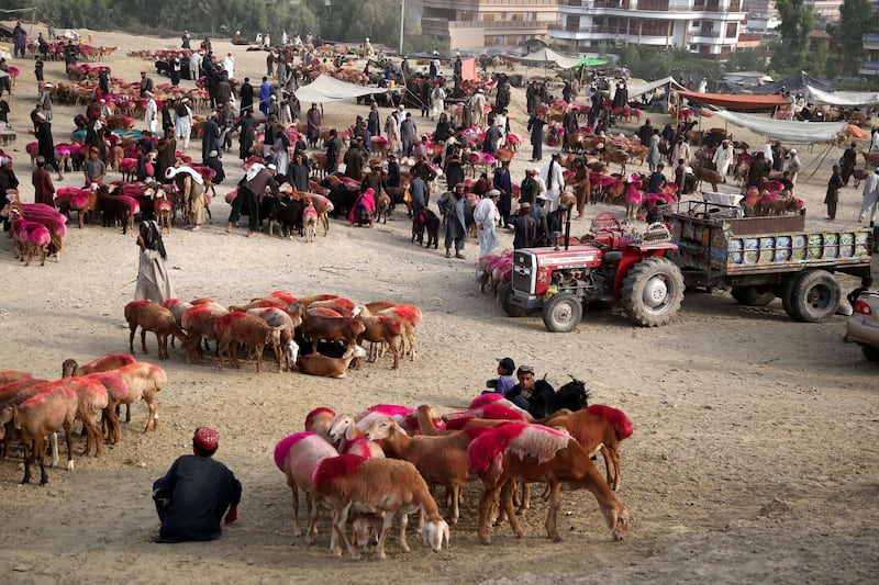 Sacrificial animals for sale are displayed at a market ahead of the holy festival of Eid al-Adha, in Jalalabad, Afghanistan. EPA