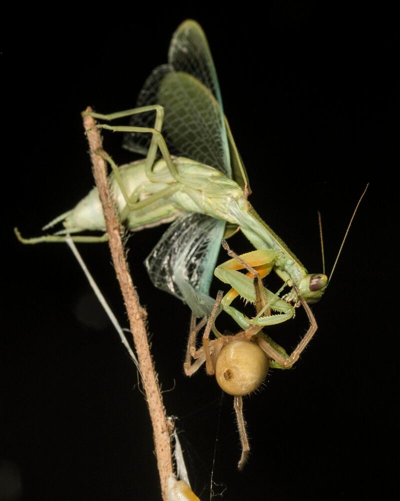 10HIGHLY COMMENDED: green mantis. Photo by Damien Esquerré