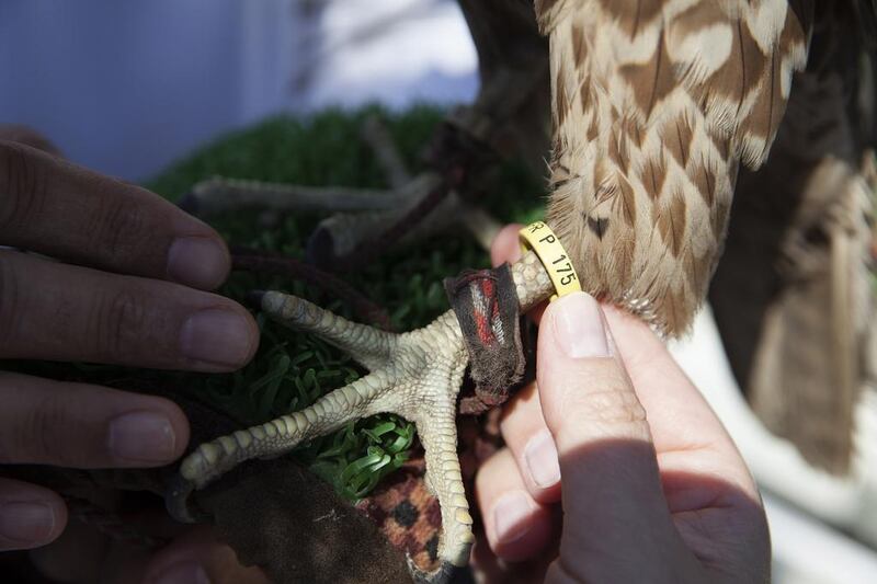 Dr Margit Muller, director of the Abu Dhabi Falcon Hospital, checks out a a bird-release ring on a falcon to ensure that she is fit to be freed.