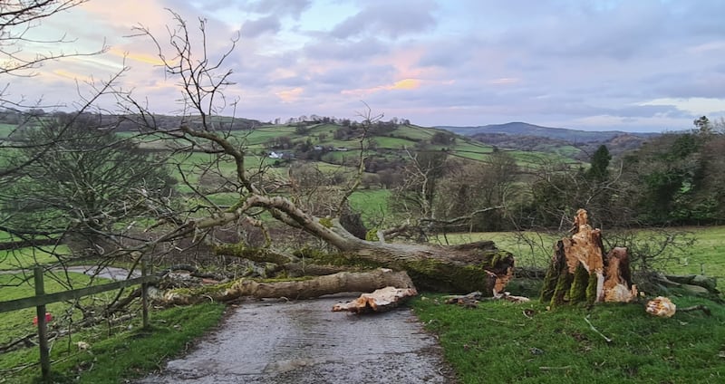 A fallen tree in Crook, Cumbria, which was brought down by Storm Arwen. Photo: PA