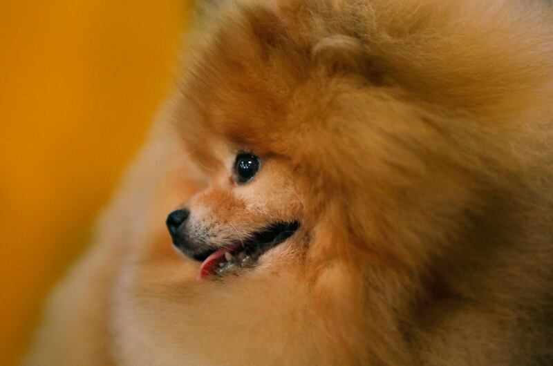 Game face: A Pomeranian named Mistral is groomed in the benching area during of the second day of competition. EPA