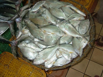 Abu Dhabi officials have lifted the ban on catching and selling of the ‘Longtail Silver Biddy’ fish, known locally as ‘Badah’, until June 1st. Supplied.