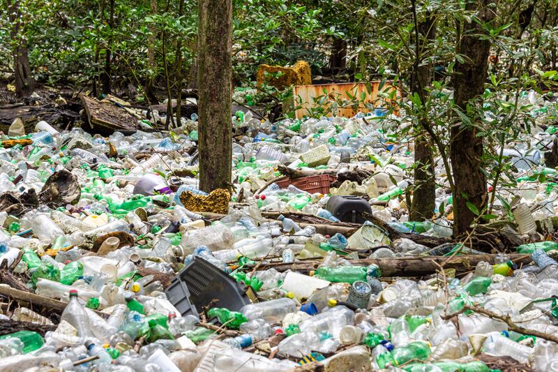 Highly Commended, Mangroves & Conservation, Steven Paton, Panama. Photo: Steven Paton / Mangrove Photography Awards