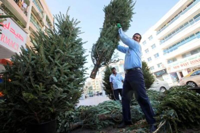 UAE - Dubai - Dec 14 - 2010:  A man shakes a Christmas trees for sale to restore the desire shape at the plant souk  area in Satwa " plant street ". ( Jaime Puebla - The National Newspaper )