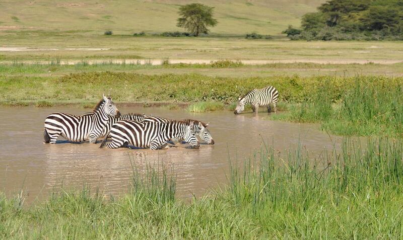 Zebras at Ngorongoro crater. Photo by Rosemary Behan