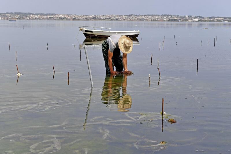 A worker harvests red seaweed in the Menzel Jemil lagoon in Tunisia's northern Bizerte region. Red seaweed or algae is used as a gelling, thickening and texturing agent. It is also increasingly a substitute for animal-based products in processed foods, and is finding a place in cosmetics and pharmaceuticals. AFP