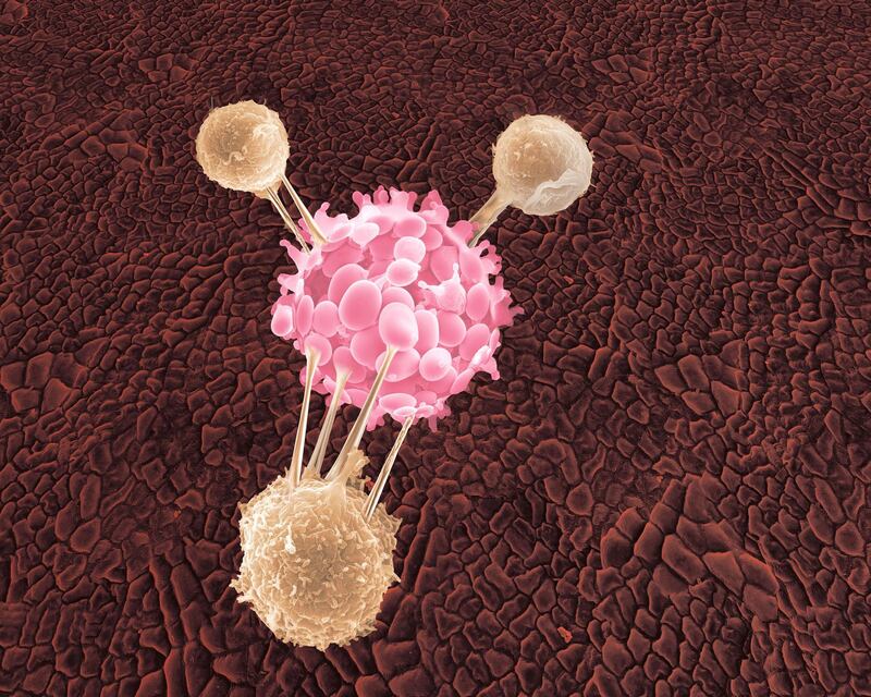 Illustration of white blood cells attaching to cancer cell