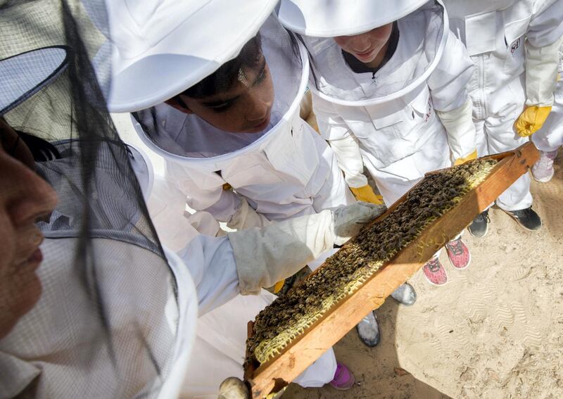 DUBAI, UNITED ARAB EMIRATES -  Students being brief on their part of being a bee keeper at American School of Dubai has partnered with the Beekeepers Foundation UAE to create a community on campus and raise awareness of the importance and protection of honeybees in the UAE at American School Dubai.  Ruel Pableo for The National