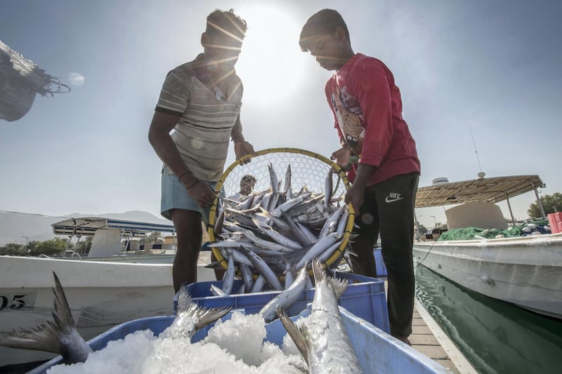 RAS AL KHAIMAH, UNITED ARAB EMIRATES - Fishermen preparing their catch for delivery to different areas in the UAE after a  morning fishing at Al Rams fishing port, Ras Al Khaimah.  Leslie Pableo for The National for Ruba Haza's story