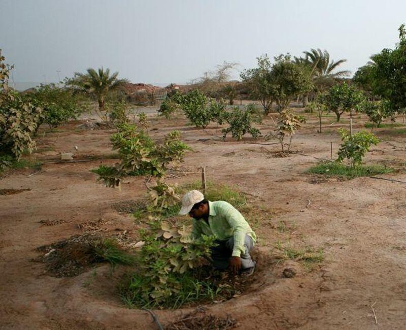 A worker pulls weeds in an orchard on Delma island. A study has indicated Abu Dhabi could nearly triple the amount of land it has under cultivation, currently 77,000 hectares.