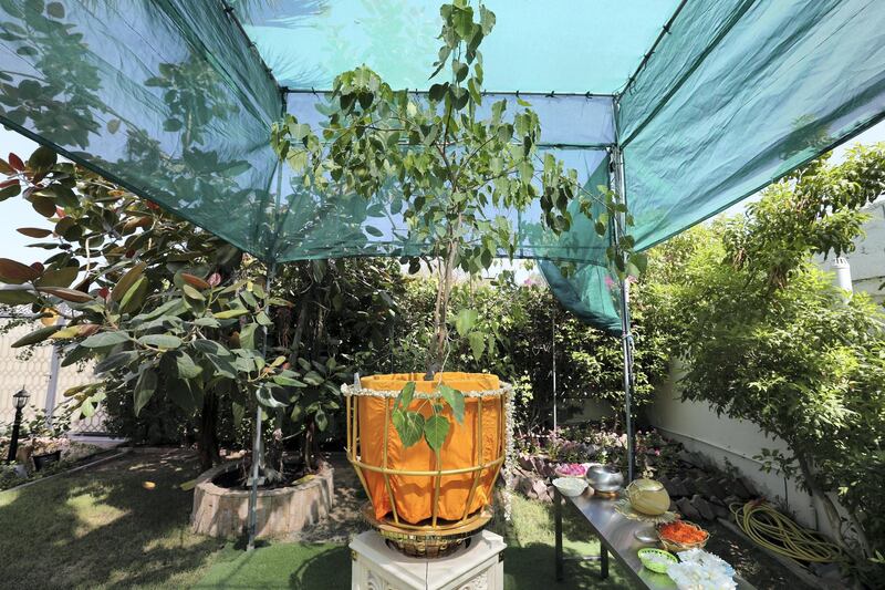 Dubai, United Arab Emirates - August 3, 2018: A sampling taken from the other tree in the garden. Buddhist temple, Mahamevnawa Bhavana Asapuwa. Friday, August 3rd, 2018 in Dubai. Chris Whiteoak / The National